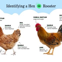 Pea comb hen vs rooster