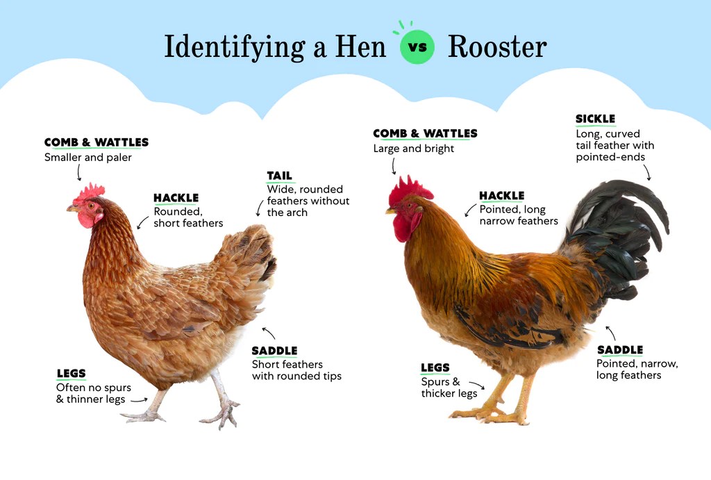 Pea comb hen vs rooster