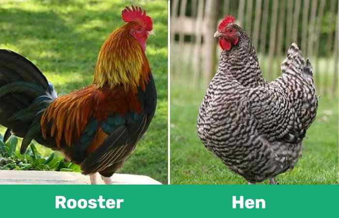 Comb backyardchickens