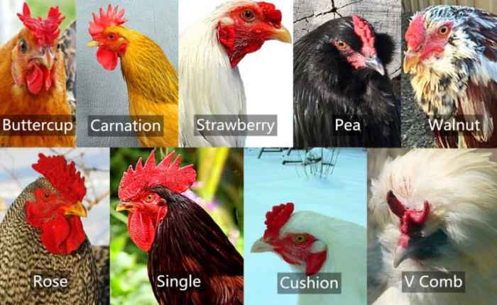 Pea comb hen vs rooster