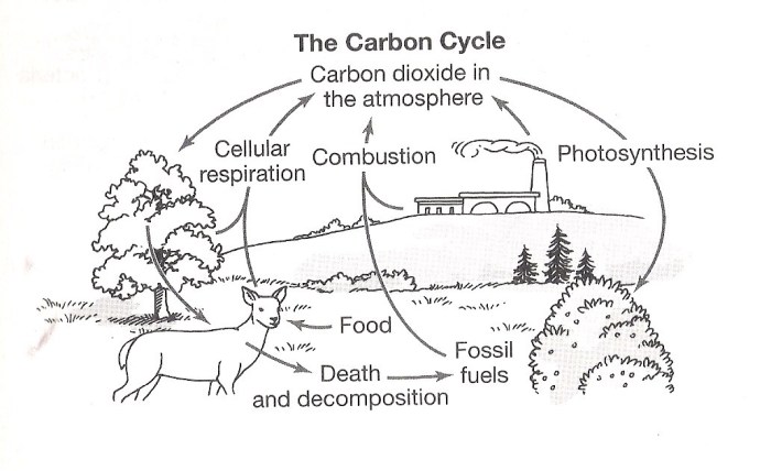 Cycles worksheet carbon cycle answers