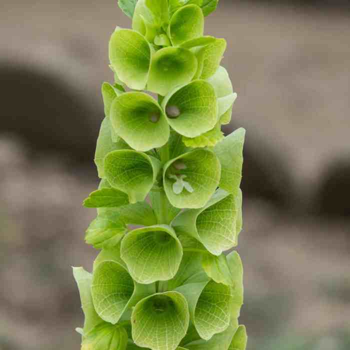 Bells of ireland vase life