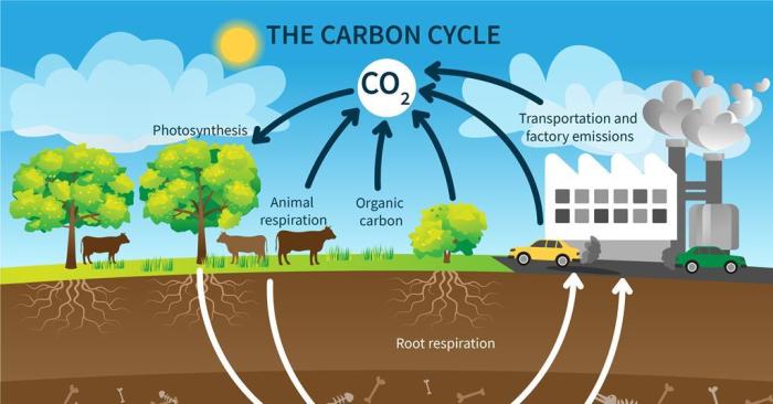 Student exploration carbon cycle gizmo