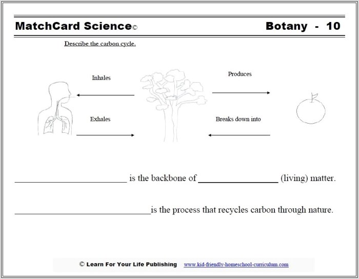 Cycles worksheet carbon cycle answers