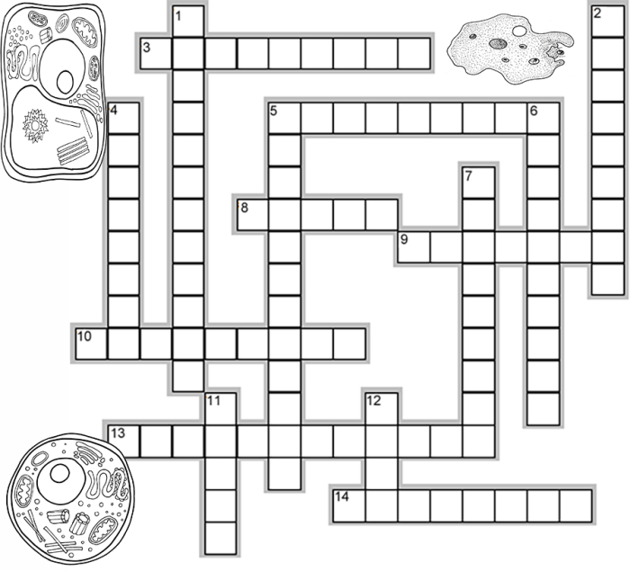 The cell crossword puzzle answer key