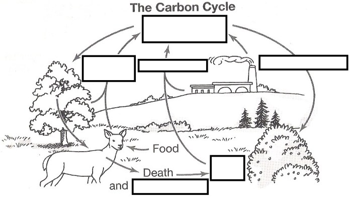 Cycles worksheet carbon cycle answers