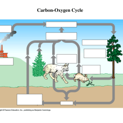 Cycles worksheet carbon cycle answers