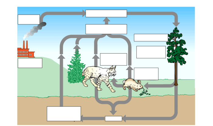 Cycles worksheet carbon cycle answers