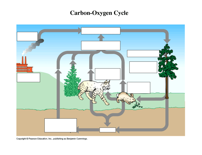 Cycles worksheet carbon cycle answers