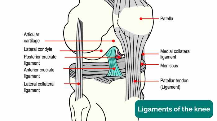 Identify the ligament highlighted in the knee